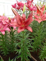 [4044 Forza Red No01.JPG]